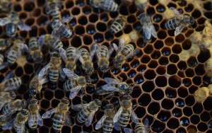 蜜蜂打架的原因及解决方法_库百科养蜂养殖