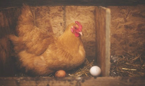 蛋鸡饲养管理技术要点