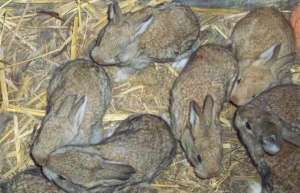 冬季杂交野兔养殖基地如何防寒保暖_库百科兔子养殖