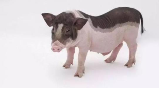 猪拉的粪便能发现猪身上的病