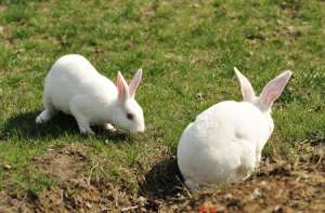 养殖肉兔该注意什么_库百科兔子养殖