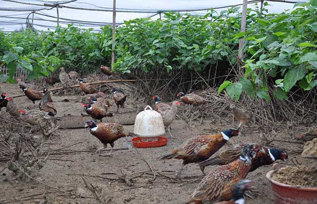 夏季山鸡养殖饲养技术