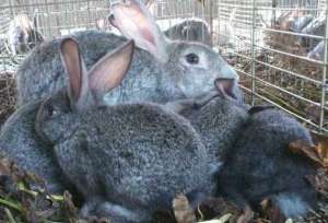 獭兔的养殖发展前景_库百科兔子养殖