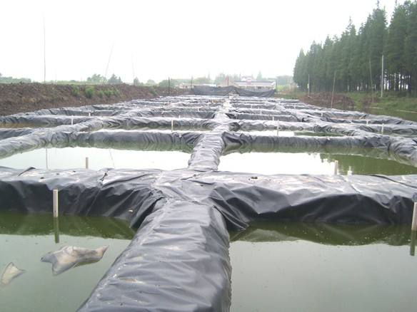 水泥池泥鳅养殖技术