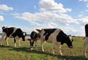 影响奶牛受胎率的因素有哪些_库百科养牛