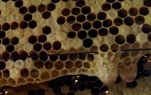 蜜蜂王台是什么样的？_库百科养蜂养殖
