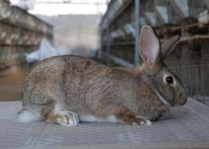 野兔养殖投资成本与利润分析_库百科兔子养殖