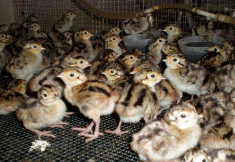 山鸡养殖成本