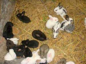 獭兔选种要求_库百科兔子养殖