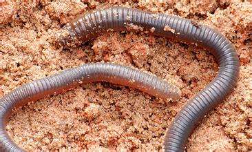 蚯蚓对土壤的作用