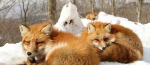 狐狸繁殖力的影响因素及预防措施_库百科狐狸养殖