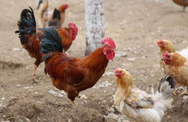 生态放养鸡的环境要求标准