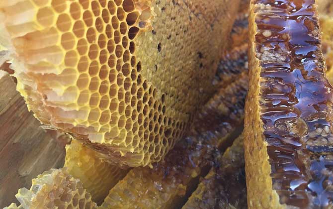 土蜂蜜和蜂巢蜜哪个好？