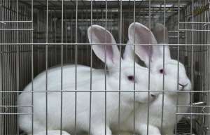 肉兔养殖技术及管理要点_库百科兔子养殖