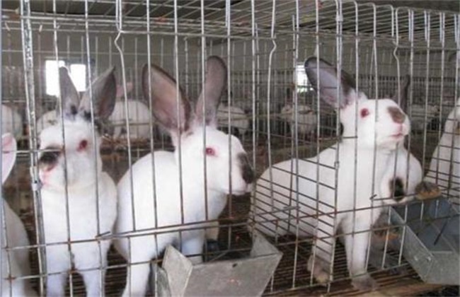 獭兔养殖真的赚钱吗？獭兔养殖成本和利润分析