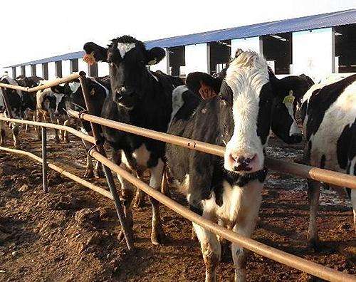 农村奶牛养殖八大误区