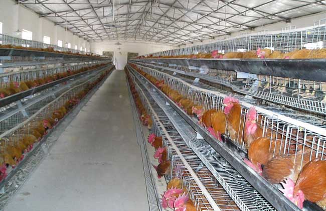 现代化养鸡场成本和设备