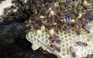 蜜蜂蛋群怎么养发展快？_库百科养蜂养殖