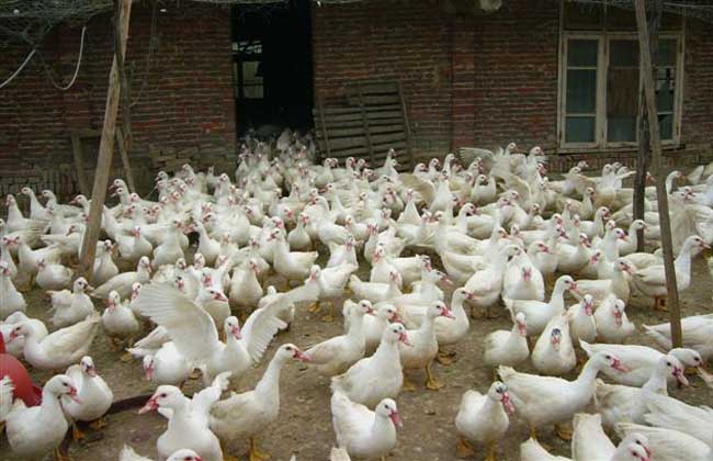 白鸭养殖技术