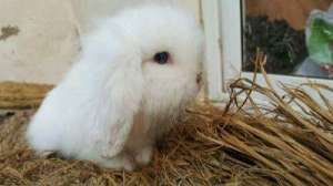 粗纤维对兔子有什么作用_库百科兔子养殖