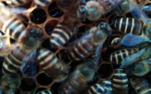 蜜蜂分蜂后怎么收回来？_库百科养蜂养殖