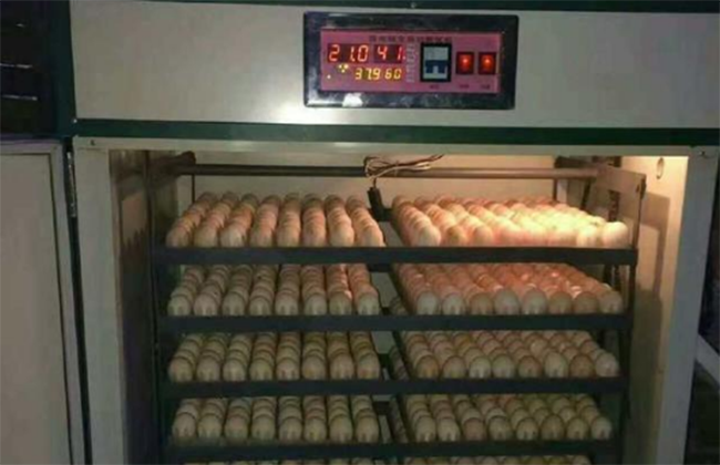 鹅蛋孵化机的操作流程