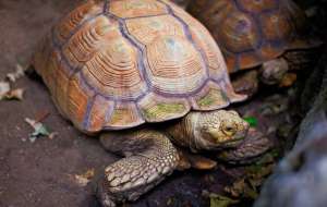 乌龟常见的几种疾病和解决办法_库百科养龟