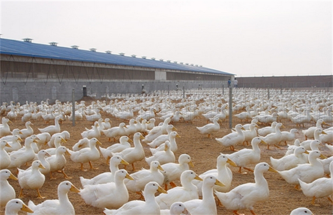 规模化旱鸭养殖技术