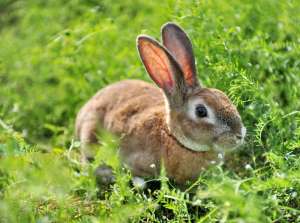 野兔养殖基地建设要求_库百科兔子养殖