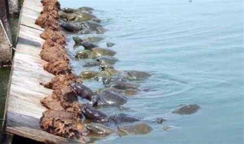 室外池塘甲鱼养殖水质管理