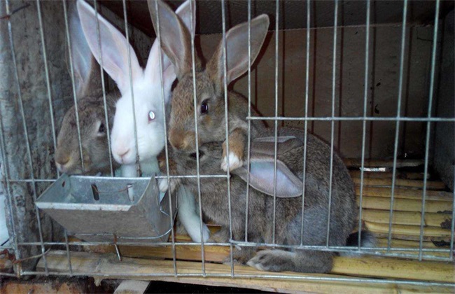 兔子怎么养才不死？养殖兔子的技术