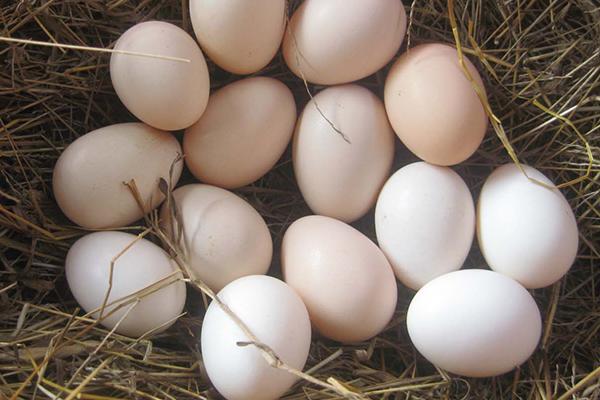土鸡蛋多少钱一斤