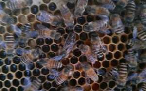 蜜蜂为什么会围王？_库百科养蜂养殖