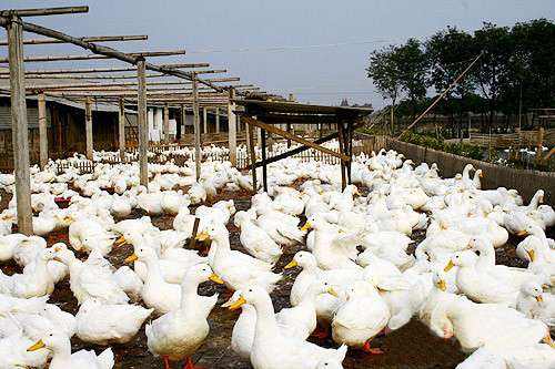 鸭子养殖的利润怎么样？要投资多少？