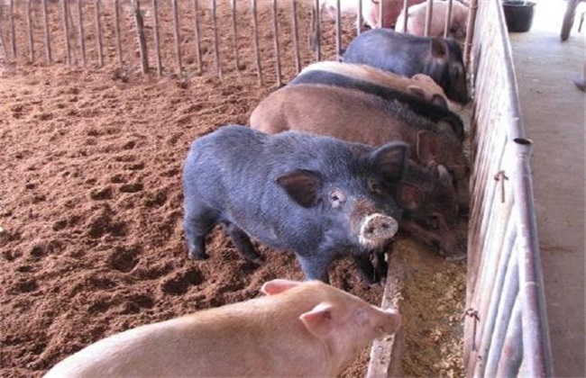 养猪小能手：发酵床生态养猪技术