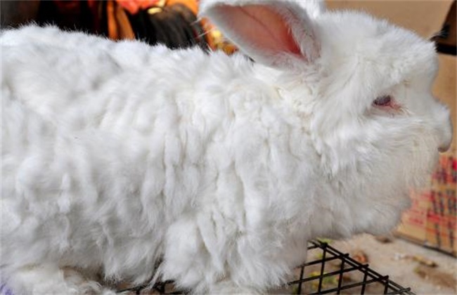 长毛兔拔毛价格是多少？长毛兔拔毛方法是什么？