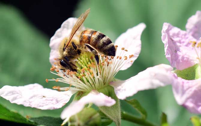 胡蜂、马蜂、黄蜂、蜜蜂的区别