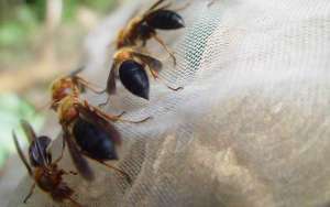 虎头蜂和马蜂谁厉害？_库百科养蜂养殖