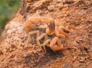 蝎子吃什么 蝎子的饲料种类_库百科蝎子养殖