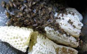 我国饲养的蜜蜂有哪些种类？_库百科养蜂养殖