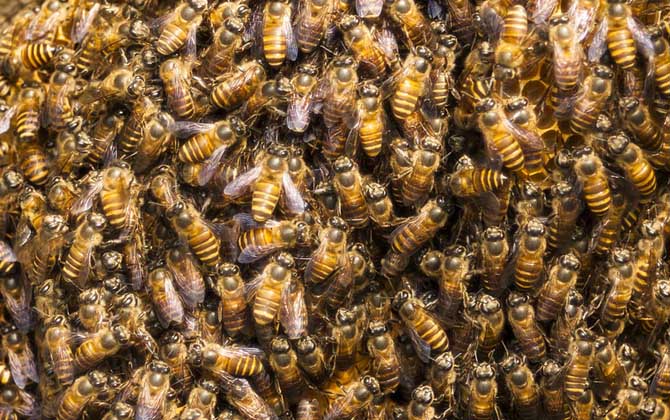 蜜蜂分家怎样找蜂王？
