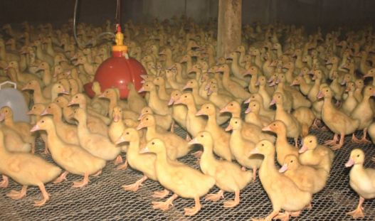 雏鸭养殖技术要点