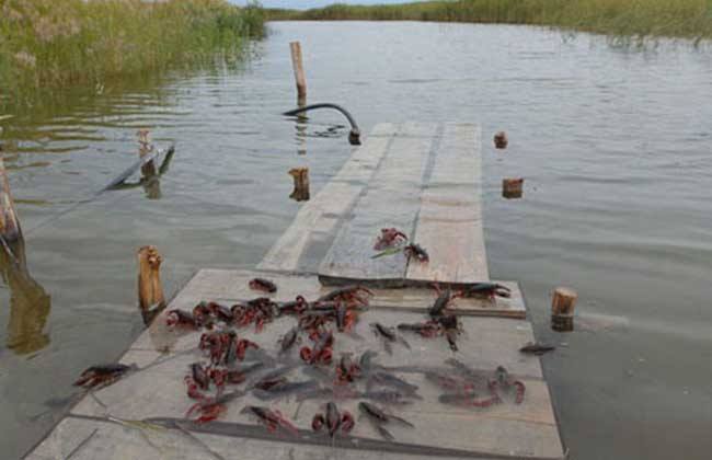 小龙虾养殖池里的杂鱼要怎么处理？有哪些危害？