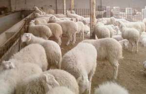 养羊的利润与成本有多少？_库百科肉羊养殖利润_库百科养羊