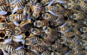 蜜蜂朝王的目的是什么？_库百科养蜂养殖