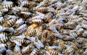 蜜蜂是怎么修筑蜂巢的？_库百科养蜂养殖