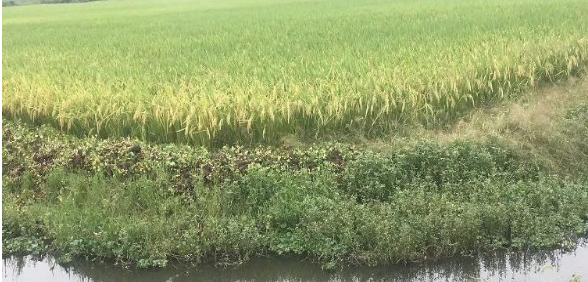 稻田收割后，虾塘内的稻草大面积腐烂？如何挽救？