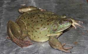 牛蛙和青蛙的区别图_库百科牛蛙养殖
