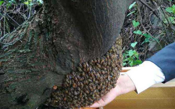 如何收捕树洞中的野生蜜蜂？