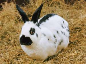 人工养殖的獭兔吃什么食物？_库百科兔子养殖